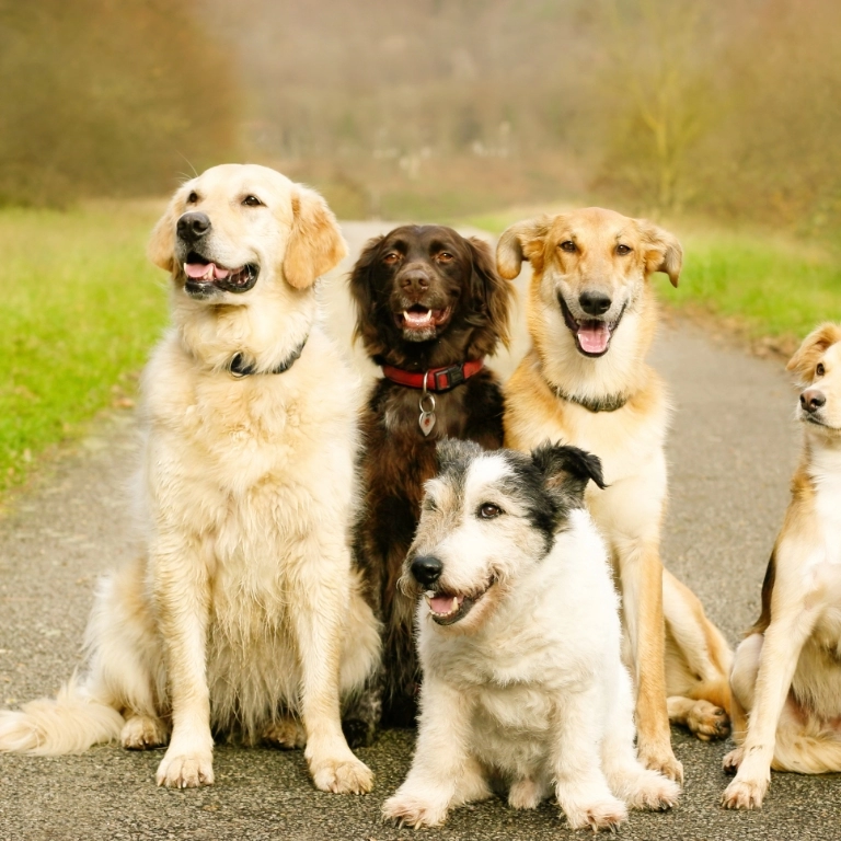 Spotkania grupowe grupa psów